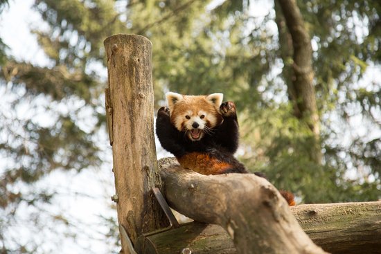 rdeča panda v ZOO