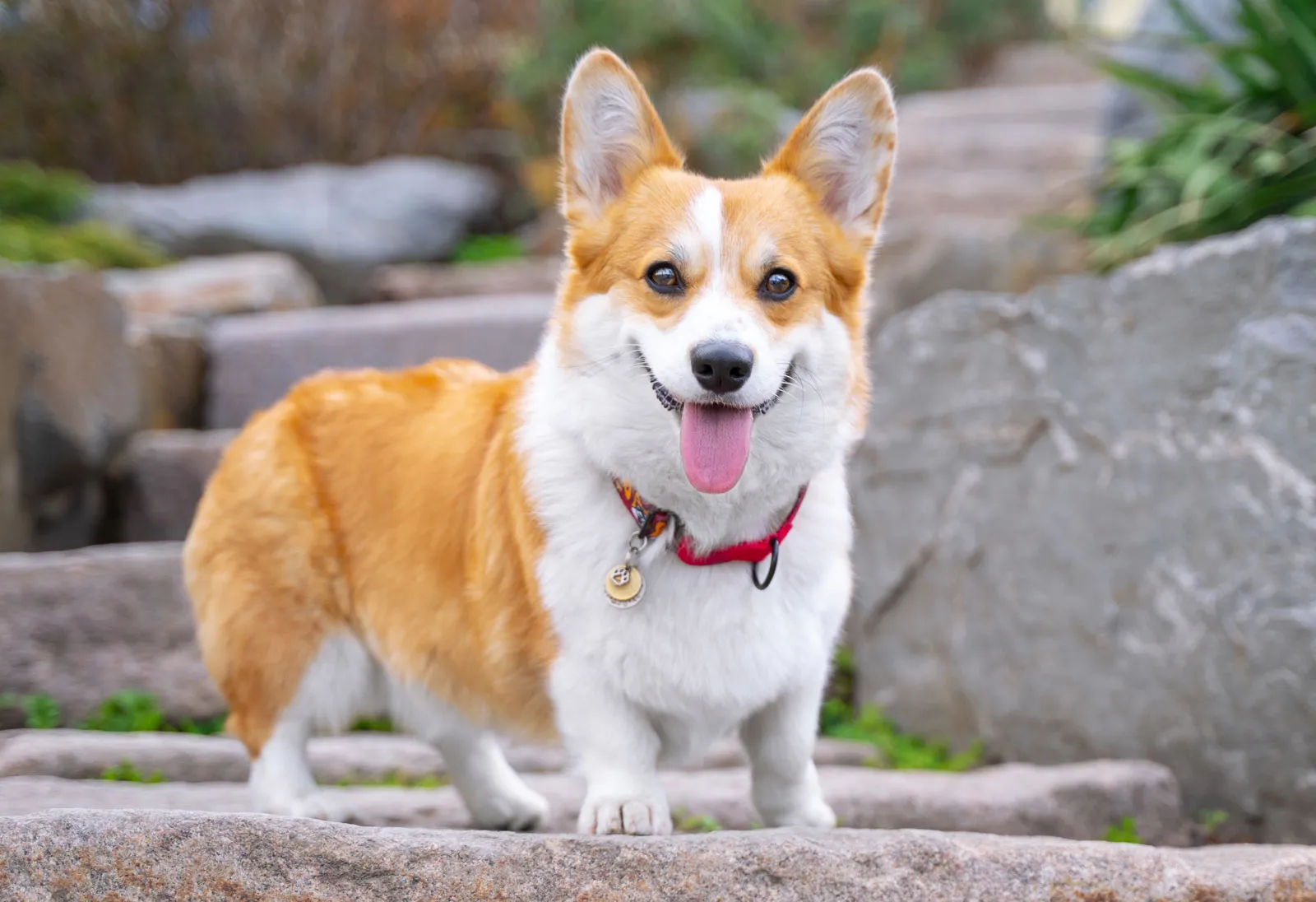slika corgija