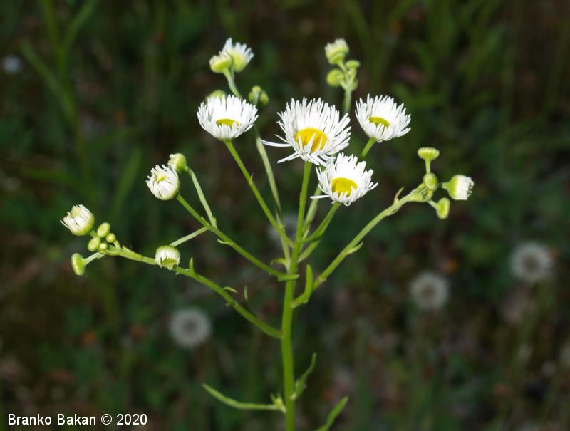 Enoletna suholetnica